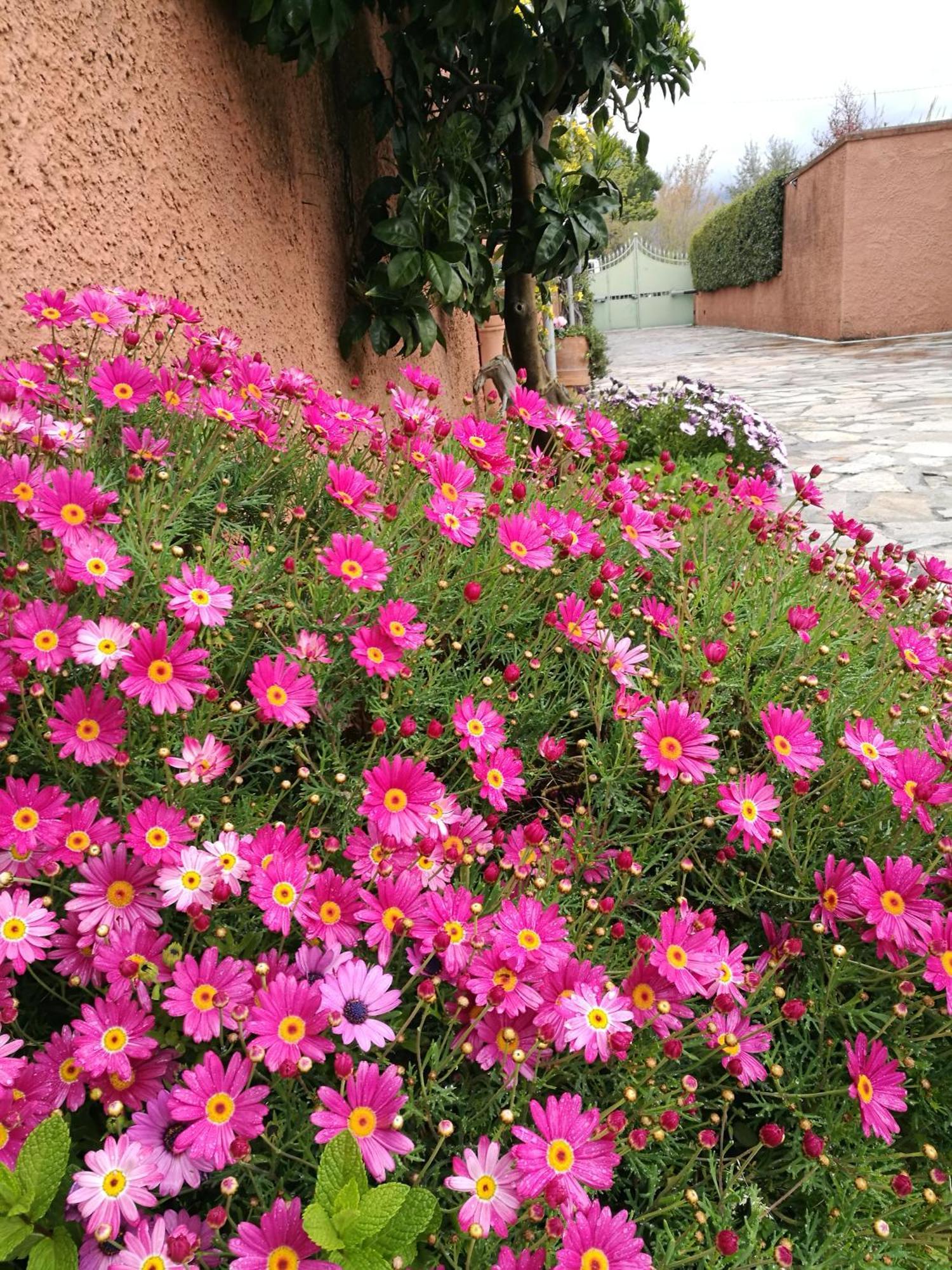 Giusy Bed And Breakfast Marina Di Carrara Extérieur photo